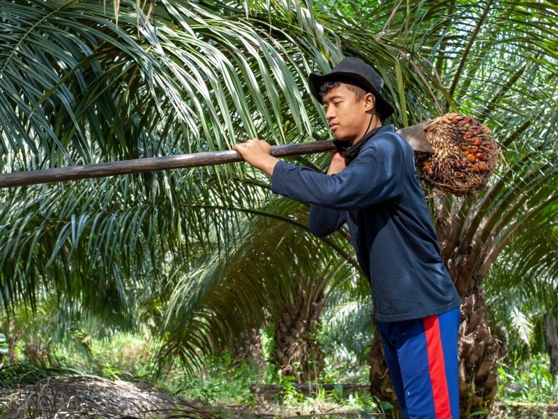 Plantation