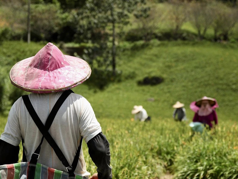 Agriculture